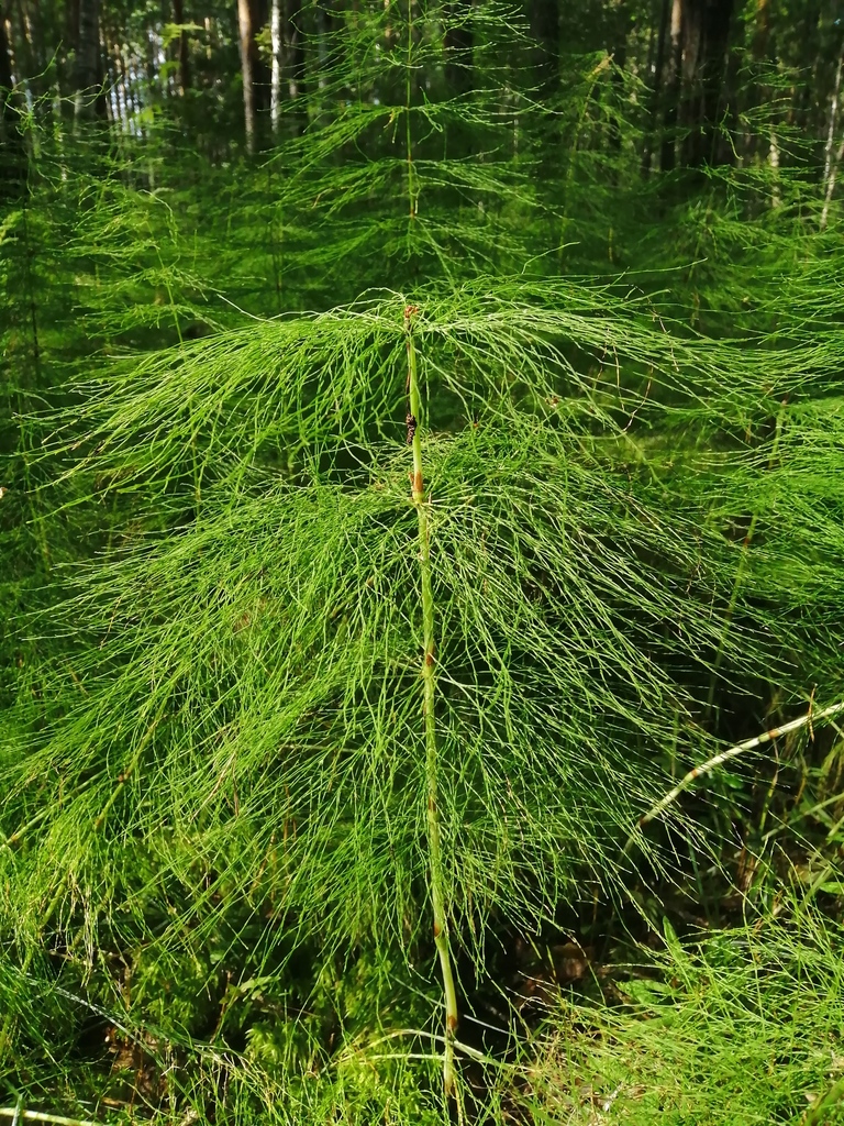 wood horsetail from Артемовский р-н, Свердловская обл., Россия on ...