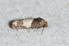 Epiblema benignata