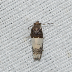 Epiblema benignata