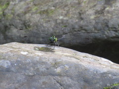 Leptogomphus sauteri formosanus