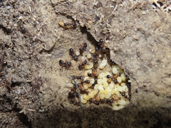 Myrmecina americana