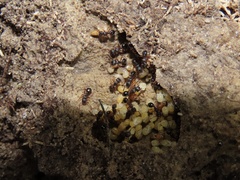 Myrmecina americana
