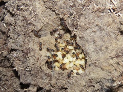 Myrmecina americana