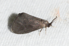 Cryptothelea gloverii