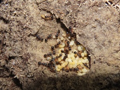 Myrmecina americana