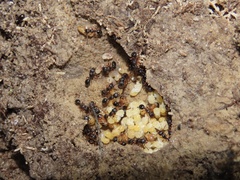 Myrmecina americana