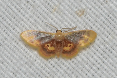 Idaea scintillularia