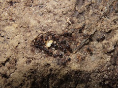 Myrmecina americana