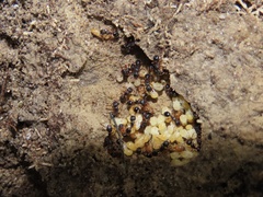 Myrmecina americana