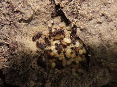 Myrmecina americana