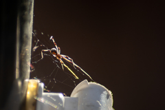 Latrodectus geometricus
