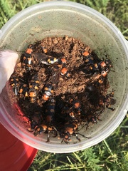 Nicrophorus americanus