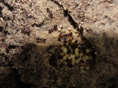 Myrmecina americana