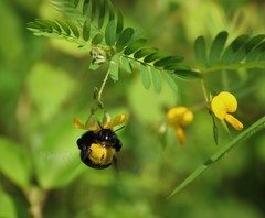Xylocopa ruficornis