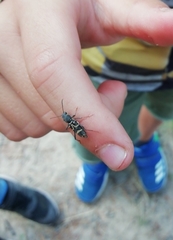 Xylotrechus antilope