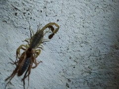 Centruroides vittatus