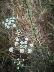 Perideridia gairdneri