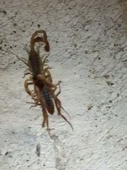 Centruroides vittatus