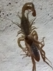 Centruroides vittatus