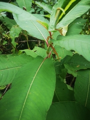 Koenigia polystachya