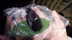 Megaloblatta blaberoides