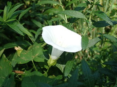 Calystegia sepium sepium