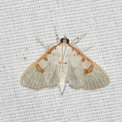 Palpita illibalis