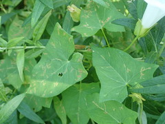 Calystegia sepium sepium