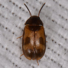 Mycetophagus punctatus