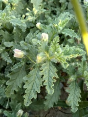 Chamaesaracha crenata