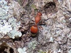 Dasymutilla nigripes