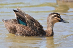 Anas superciliosa