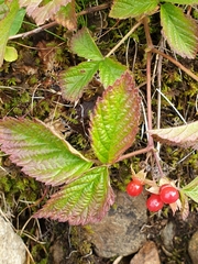 Rubus saxatilis