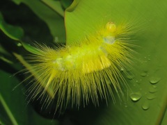 Lepidoptera