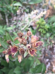 Lepidaploa karstenii