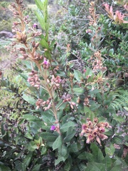 Lepidaploa karstenii