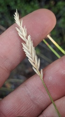 Agropyron fragile