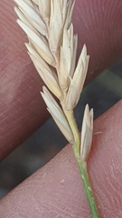 Agropyron fragile