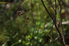 Carex globularis