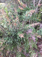 Lepidaploa karstenii