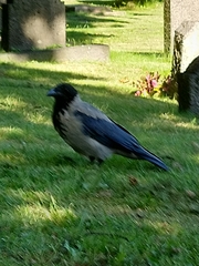 Corvus cornix