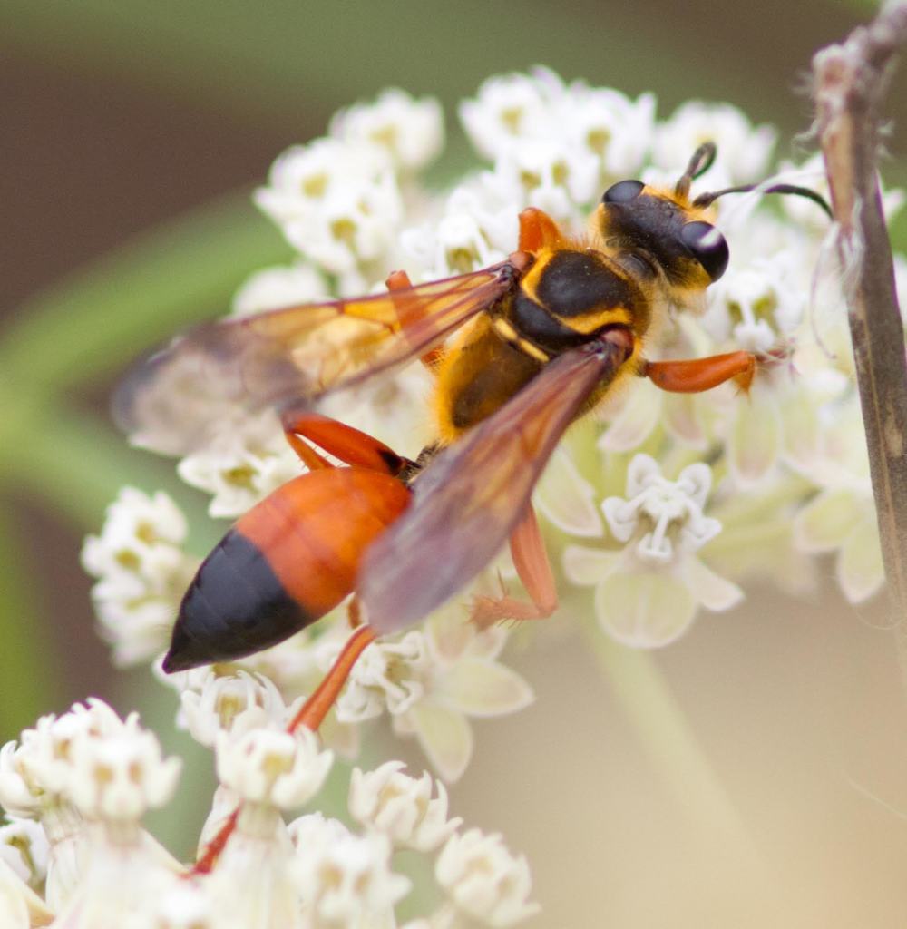 Great Golden Digger Wasp (Family Sphecidae) – Field Station