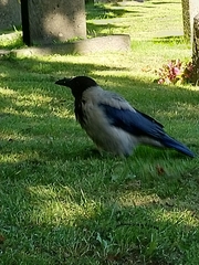 Corvus cornix