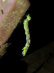 Lepidoptera