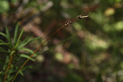 Carex globularis