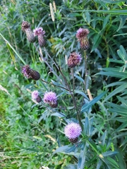Cirsium arvense