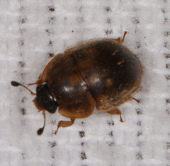 Amphicrossus ciliatus