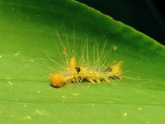 Lepidoptera