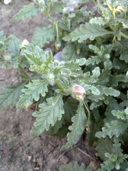 Chamaesaracha crenata