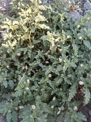 Chamaesaracha crenata